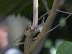 Orthotomus ruficeps