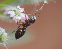 Crematogaster sordidula