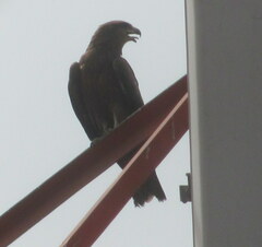 Milvus migrans