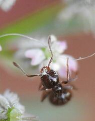 Crematogaster sordidula