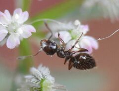 Crematogaster sordidula