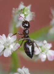 Crematogaster sordidula