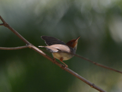 Orthotomus ruficeps