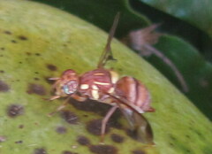 Zeugodacus cucurbitae
