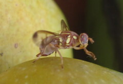 Zeugodacus cucurbitae