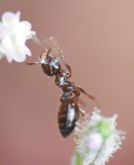 Crematogaster sordidula