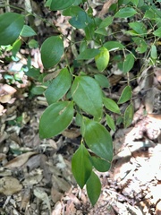 Smilax hayatae