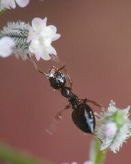 Crematogaster sordidula