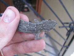 Hemidactylus kushmorensis