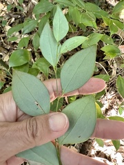 Smilax hayatae