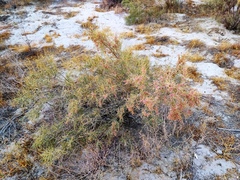 Haloxylon ammodendron