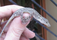 Hemidactylus kushmorensis