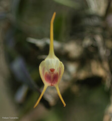 Masdevallia infracta