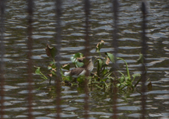 Ixobrychus sinensis
