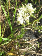 Polygonum dentoceras