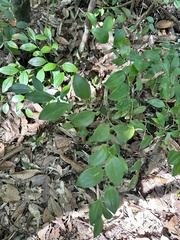 Smilax hayatae