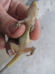 Hemidactylus kushmorensis