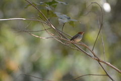 Orthotomus ruficeps