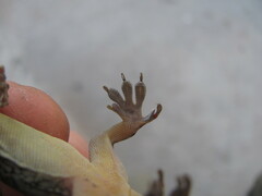 Hemidactylus kushmorensis