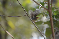 Orthotomus ruficeps