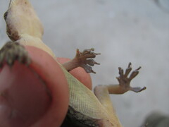 Hemidactylus kushmorensis