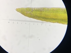 Schistidium rivulare