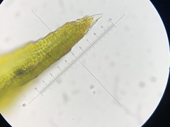 Schistidium rivulare