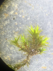 Schistidium rivulare