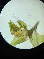 Schistidium rivulare