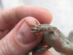 Hemidactylus kushmorensis
