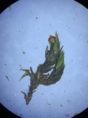 Schistidium rivulare