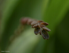 Acianthera saurocephala