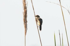 Cisticola marginatus