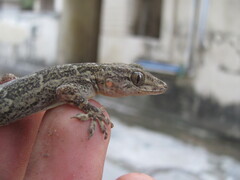 Hemidactylus kushmorensis