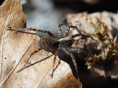 Pardosa lugubris