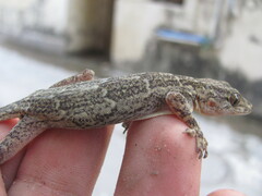 Hemidactylus kushmorensis