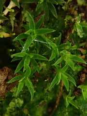 Pogonatum aloides
