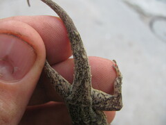 Hemidactylus kushmorensis