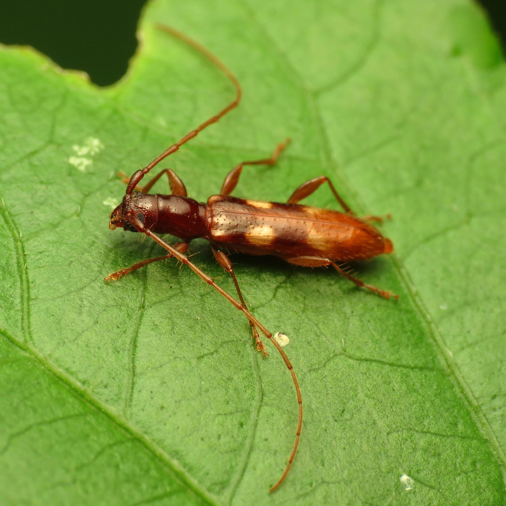 Four-spotted Hickory Borer