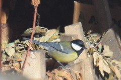Parus major
