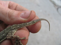 Hemidactylus kushmorensis