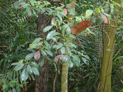 Elaeocarpus japonicus