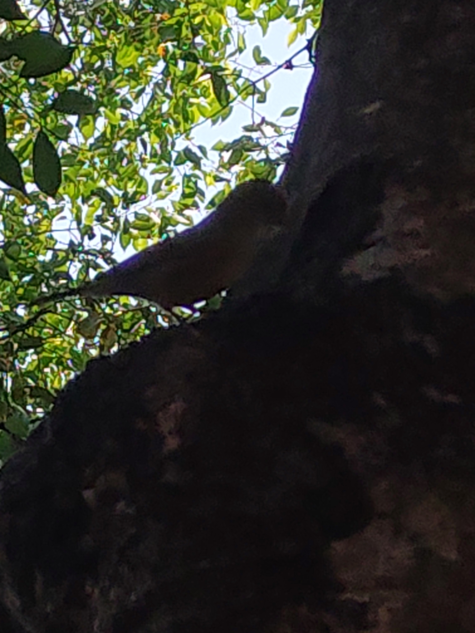 Sulphur-bellied Warbler