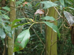 Elaeocarpus japonicus