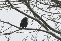 Turdus merula