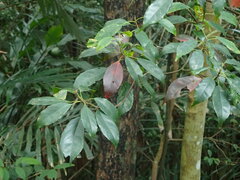 Elaeocarpus japonicus