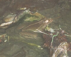 Hoplobatrachus tigerinus