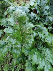 Acanthus