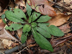 Staurogyne concinnula