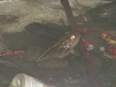 Hoplobatrachus tigerinus